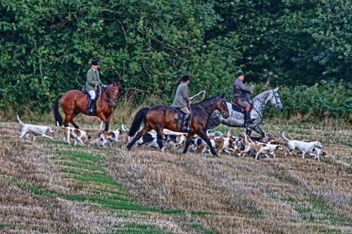 Horses & Hounds From A Local Hunt