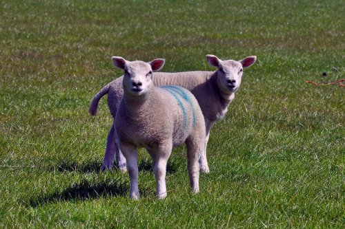 Sycamore Farm Lambs