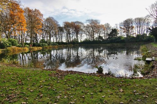 Ducks on Ashers Pond