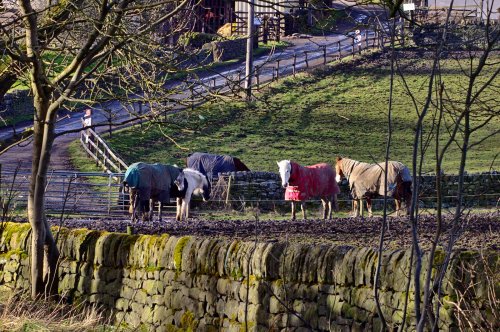 Horses at Cote Green Farm